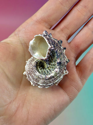 NATURAL CONCH SHELL (18) Smudge bowl The Crystal Avenues 