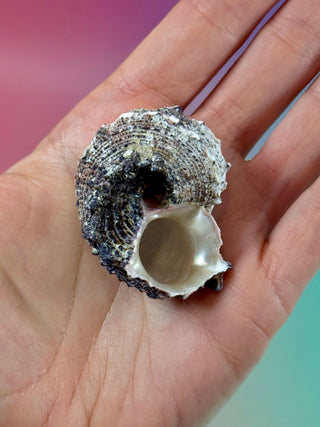 NATURAL CONCH SHELL (19) Smudge bowl The Crystal Avenues 
