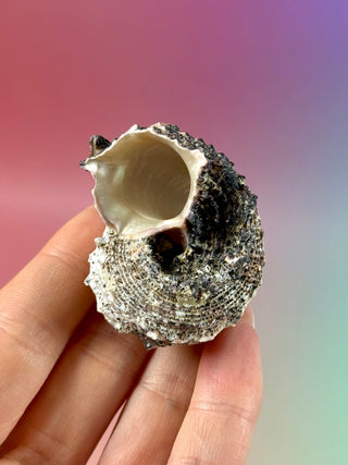 NATURAL CONCH SHELL (19) Smudge bowl The Crystal Avenues 