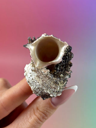 NATURAL CONCH SHELL (19) Smudge bowl The Crystal Avenues 