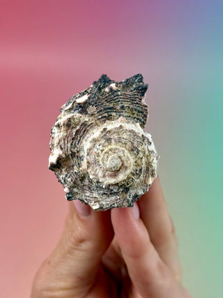 NATURAL CONCH SHELL (19) Smudge bowl The Crystal Avenues 