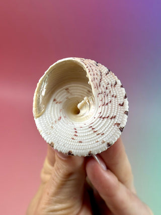 NATURAL CONCH SHELL (20) Smudge bowl The Crystal Avenues 