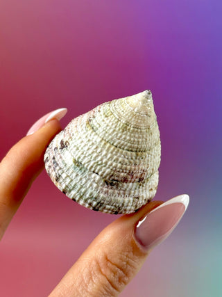 NATURAL CONCH SHELL (20) Smudge bowl The Crystal Avenues 