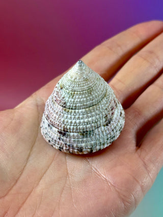 NATURAL CONCH SHELL (20) Smudge bowl The Crystal Avenues 