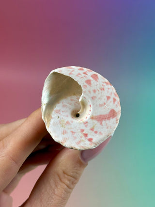 NATURAL CONCH SHELL (21) Smudge bowl The Crystal Avenues 