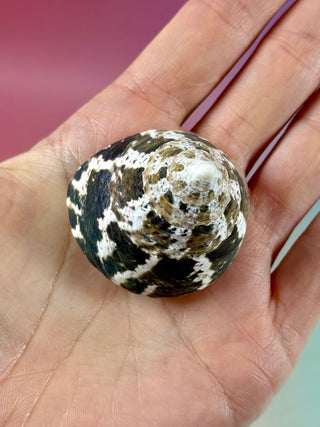 NATURAL CONCH SHELL (21) Smudge bowl The Crystal Avenues 