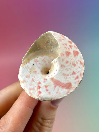 NATURAL CONCH SHELL (21) Smudge bowl The Crystal Avenues 