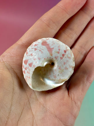 NATURAL CONCH SHELL (21) Smudge bowl The Crystal Avenues 