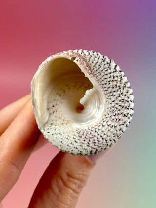 NATURAL CONCH SHELL (22) Smudge bowl The Crystal Avenues 