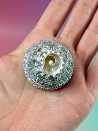 NATURAL CONCH SHELL (22) Smudge bowl The Crystal Avenues 