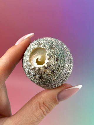 NATURAL CONCH SHELL (22) Smudge bowl The Crystal Avenues 