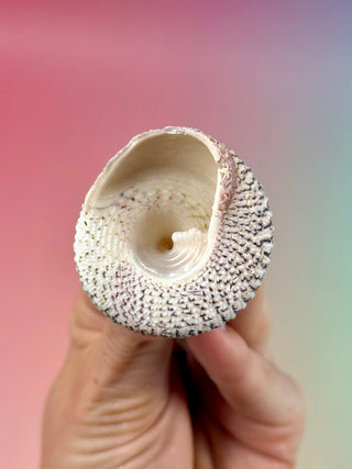NATURAL CONCH SHELL (22) Smudge bowl The Crystal Avenues 