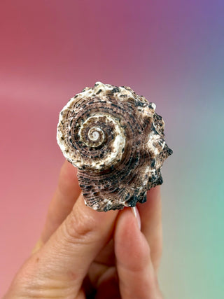 NATURAL CONCH SHELL (23) Smudge bowl The Crystal Avenues 