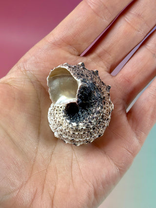 NATURAL CONCH SHELL (23) Smudge bowl The Crystal Avenues 