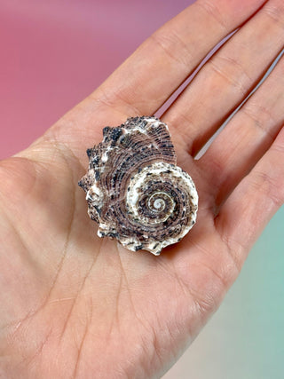 NATURAL CONCH SHELL (23) Smudge bowl The Crystal Avenues 