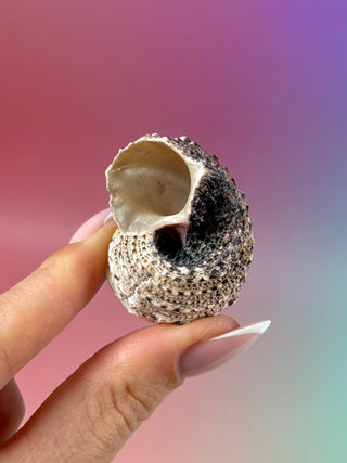 NATURAL CONCH SHELL (23) Smudge bowl The Crystal Avenues 