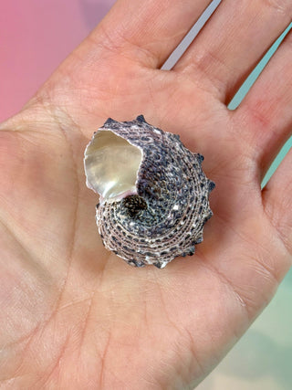 NATURAL CONCH SHELL (24) Smudge bowl The Crystal Avenues 