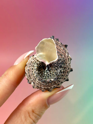 NATURAL CONCH SHELL (24) Smudge bowl The Crystal Avenues 