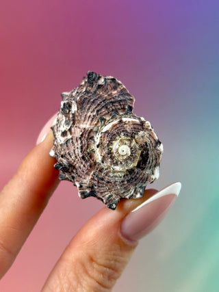 NATURAL CONCH SHELL (24) Smudge bowl The Crystal Avenues 