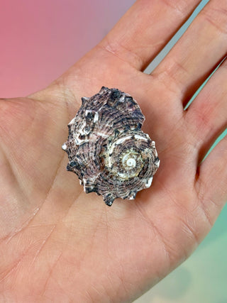 NATURAL CONCH SHELL (24) Smudge bowl The Crystal Avenues 