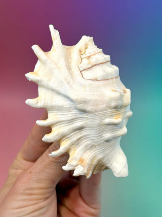NATURAL CONCH SHELL (8) Smudge bowl The Crystal Avenues 