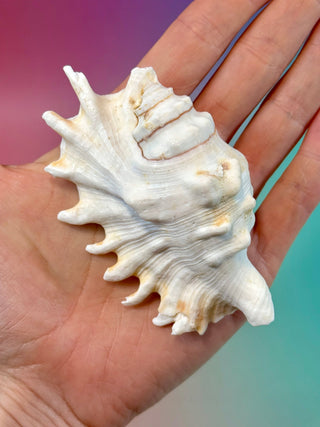 NATURAL CONCH SHELL (8) Smudge bowl The Crystal Avenues 