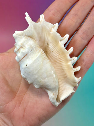 NATURAL CONCH SHELL (8) Smudge bowl The Crystal Avenues 