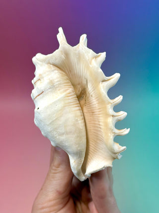 NATURAL CONCH SHELL (8) Smudge bowl The Crystal Avenues 