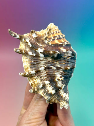 NATURAL CONCH SHELL (9) Smudge bowl The Crystal Avenues 