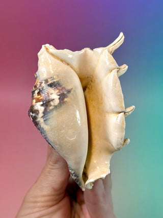 NATURAL CONCH SHELL (9) Smudge bowl The Crystal Avenues 