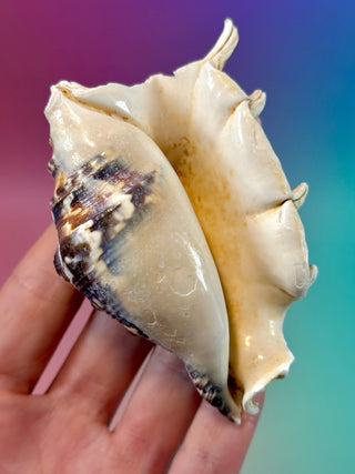 NATURAL CONCH SHELL (9) Smudge bowl The Crystal Avenues 