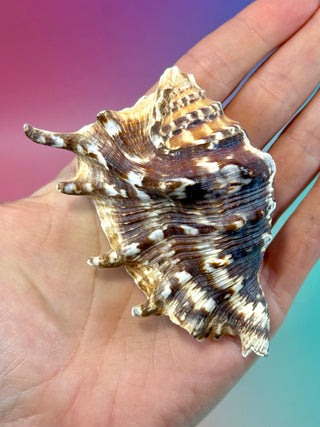 NATURAL CONCH SHELL (9) Smudge bowl The Crystal Avenues 