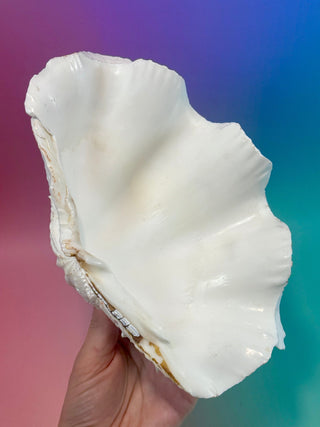 NATURAL SEASHELL (1) Smudge bowl The Crystal Avenues 