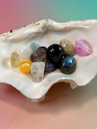 NATURAL SEASHELL (1) Smudge bowl The Crystal Avenues 