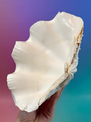 NATURAL SEASHELL (1) Smudge bowl The Crystal Avenues 