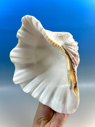NATURAL SEASHELL (1) Smudge bowl The Crystal Avenues 
