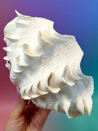NATURAL SEASHELL (1) Smudge bowl The Crystal Avenues 