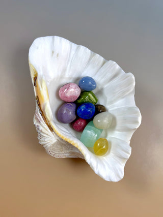 NATURAL SEASHELL (1) Smudge bowl The Crystal Avenues 