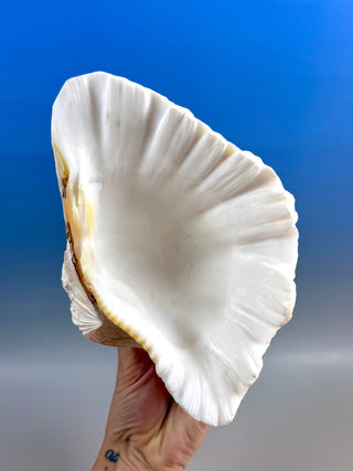 NATURAL SEASHELL (1) Smudge bowl The Crystal Avenues 
