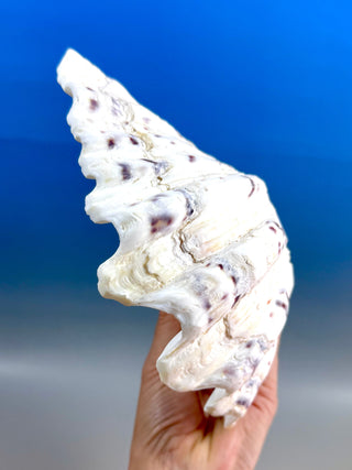 NATURAL SEASHELL (1) Smudge bowl The Crystal Avenues 