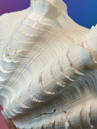 NATURAL SEASHELL (2) Smudge bowl The Crystal Avenues 