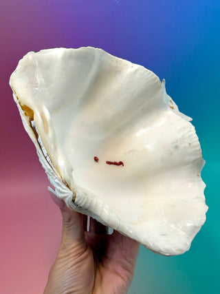 NATURAL SEASHELL (2) Smudge bowl The Crystal Avenues 