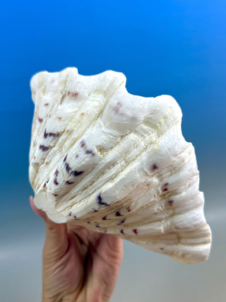 NATURAL SEASHELL (2) Smudge bowl The Crystal Avenues 