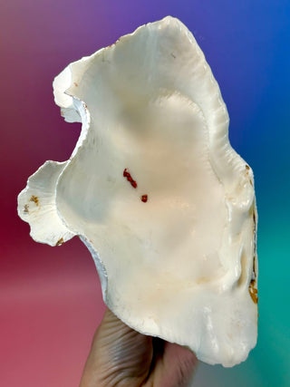 NATURAL SEASHELL (2) Smudge bowl The Crystal Avenues 