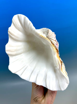 NATURAL SEASHELL (2) Smudge bowl The Crystal Avenues 