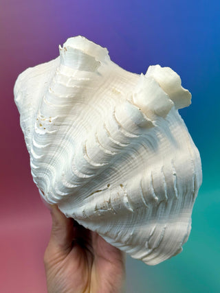 NATURAL SEASHELL (2) Smudge bowl The Crystal Avenues 