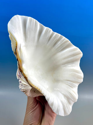 NATURAL SEASHELL (2) Smudge bowl The Crystal Avenues 