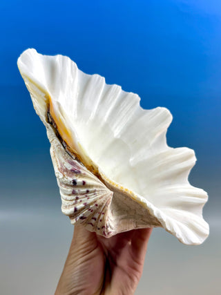 NATURAL SEASHELL (2) Smudge bowl The Crystal Avenues 