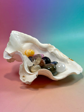 NATURAL SEASHELL (2) Smudge bowl The Crystal Avenues 