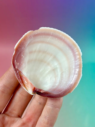NATURAL SEASHELL (25) Smudge bowl The Crystal Avenues 